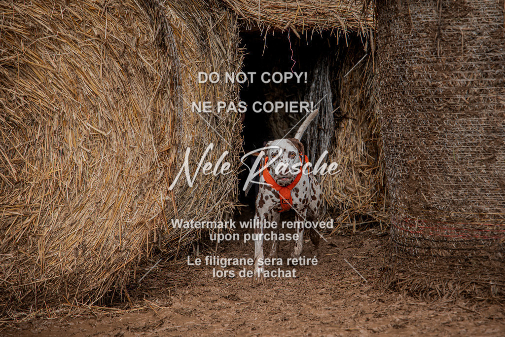 nelerasche_Hunsrück_So13-Ende_155 | nelerasche