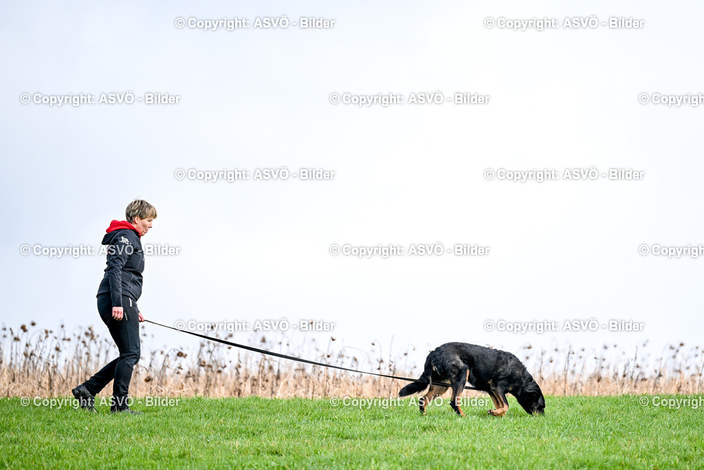 ASVÖ_ Tracking Dog World Championship 2025_ 31.03.2025-75 | 31.03.2025, AUT, ASVÖ, Tracking Dog World Championship // FCI IGP Fährtenhundeweltmeisterschaft 2025©fodo.media / Harald Dostal - Realisiert mit Pictrs.com