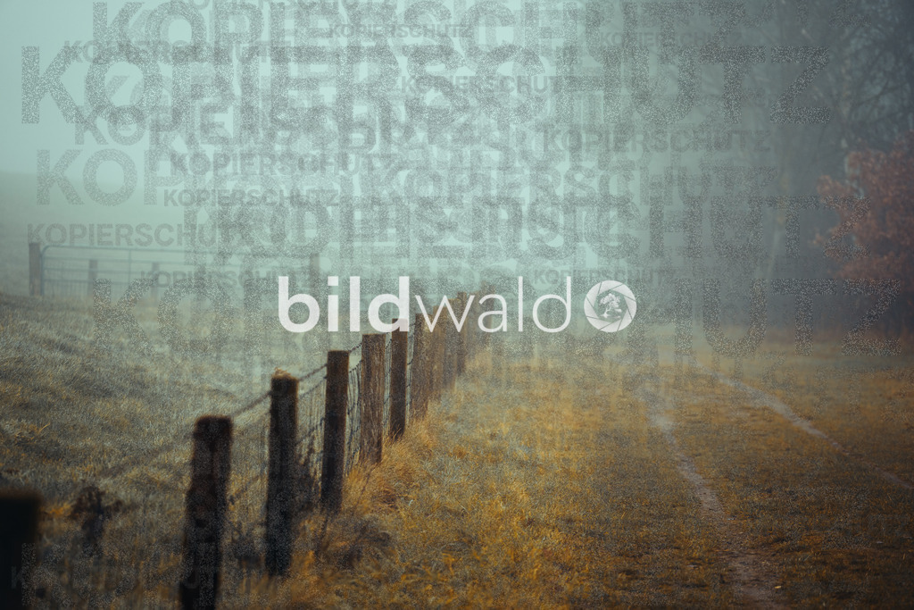 christmas tree elsfleth crazy mad thingy-4131 | BILDWALD - eine Auswahl an Bildern von Thomas Perrotton zum bestellen und genießen. Alle Bilder von Thomas Perrotton - Alle Bilder mit einer SONY Kamera gemacht - SONY TAMRON SIGMA PHOTOSHOP LIGHTROOM BILDWALD Online kaufen Bilderwald Wandbilder - Realisiert mit Pictrs.com