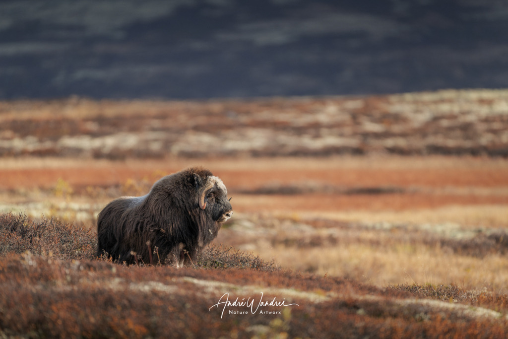 Inmitten der Weite | Andre Wandrei - Nature Artworx - Realisiert mit Pictrs.com