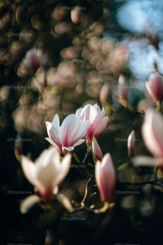 20220324_PaulHense_S0037_DSC03531 | paulhense - Realisiert mit Pictrs.com