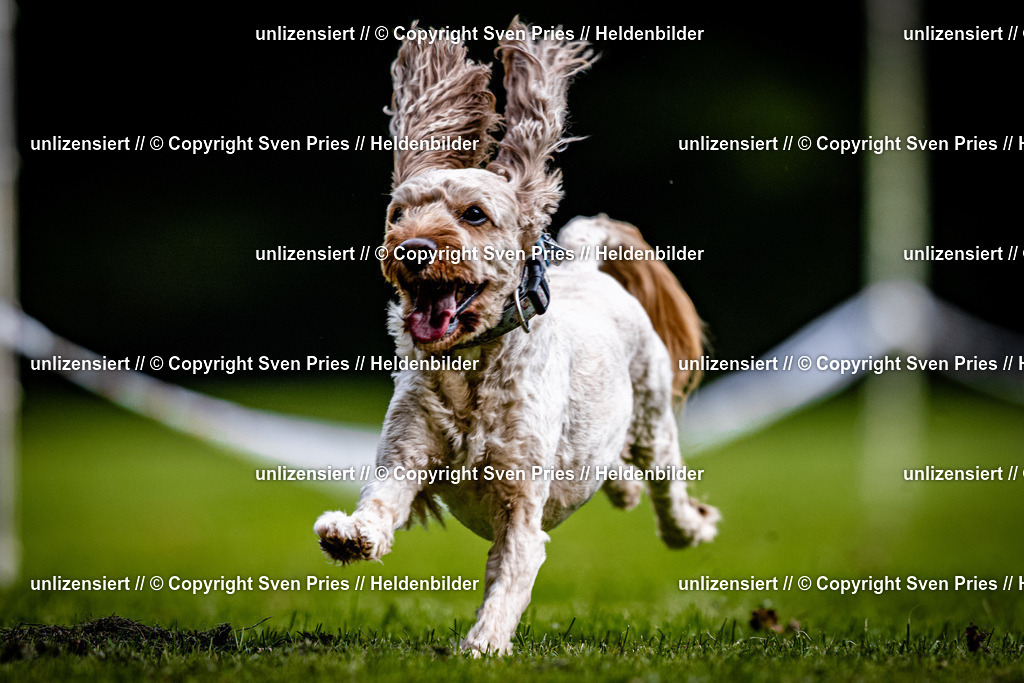 Sven Pries | 2025-10-03 - Hunderennen Obergrombach - Realisiert mit Pictrs.com