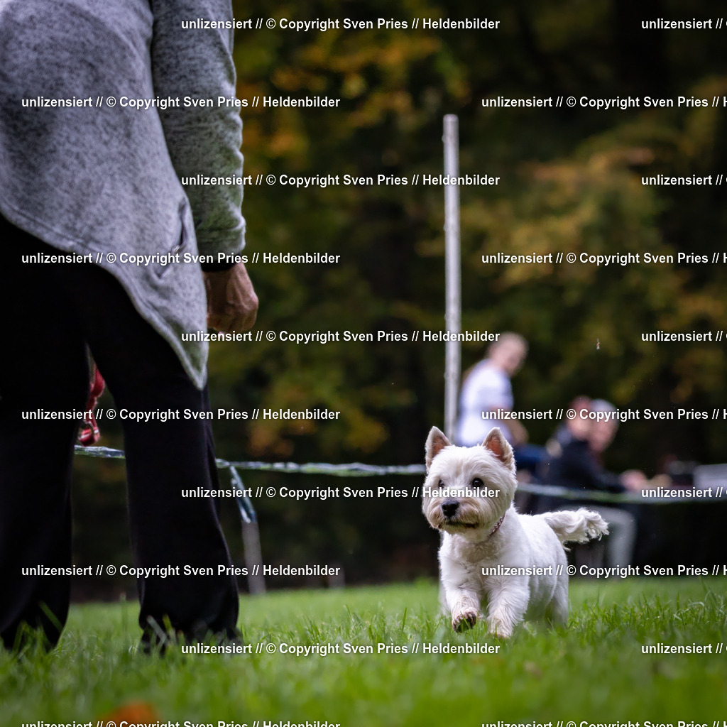 Sven Pries | 2024-10-19 - Hunderennen Ober-Grombach - Realisiert mit Pictrs.com