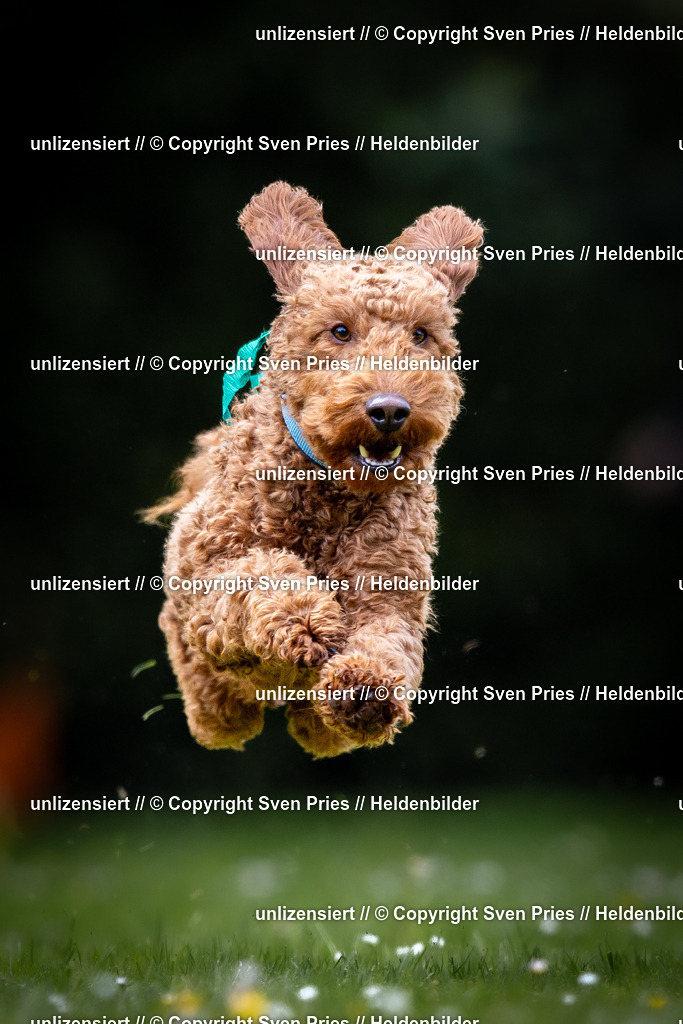 Sven Pries | 2026-05-14 - Hunderennen KA Durlach Vatertag 2026 - Realisiert mit Pictrs.com