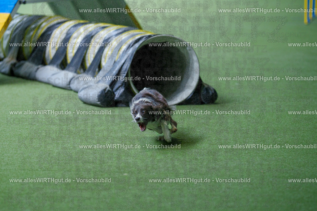 @allesWIRTHgut_Tierfotografie - www.allesWIRTHgut.de - 2604251241-7R502468 | Professionelle Tierfotografie in Mönchengladbach von Daniel Wirth (allesWIRTHgut). Liebevolle & natürliche Bilder von Hunden & Katzen für unvergessliche Erinnerungen.