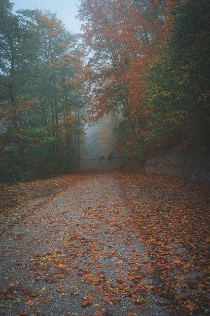 Wanderweg im Wald im Nebel | Professionelle Natur- & Landschaftsfotos als Poster, auf Leinwand & viele mehr. Wähle aus einer Vielzahl an Formaten & Materialien Dein perfektes Bild. - Realisiert mit Pictrs.com