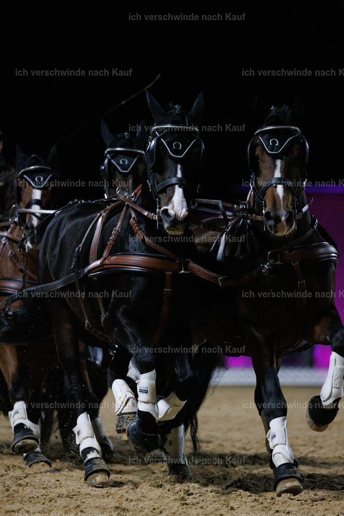FHClassics-306 | working equitationturnier fotograf videograf stoibphotography marixx film working equitation deutschland reitsport turnierfotografie eventfotografie equestrian events
