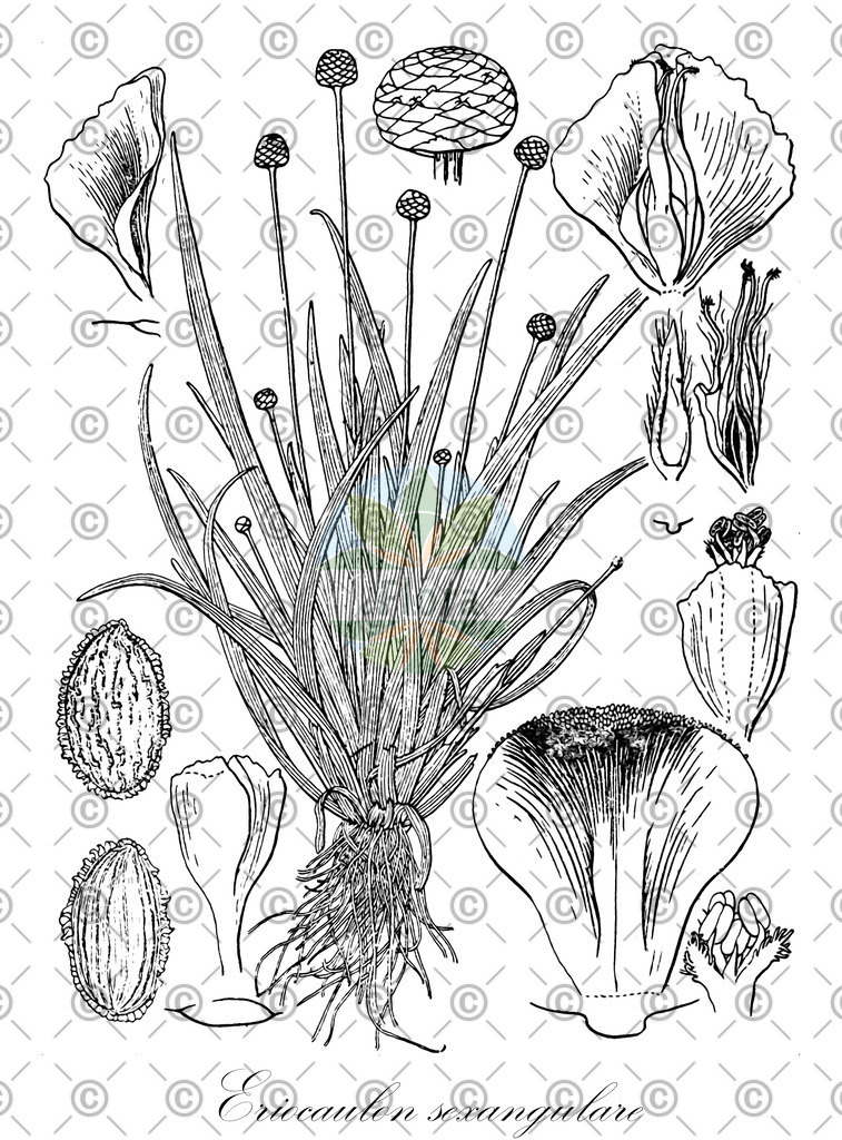 HistAbb_wfo-0000098986_1_ENZY_Simple | Historische Abbildung von Eriocaulon sexangulare - Eriocaulaceae | Historical Illustration of Eriocaulon sexangulare - Eriocaulaceae