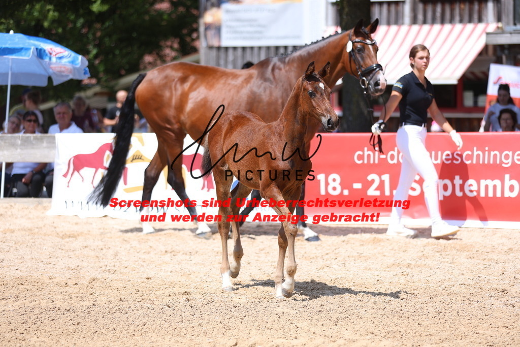 Fohlenschau_Schwäbisch_Hall_springbetonte_Fohlen_KN 31_14 | lmwpictures - Realisiert mit Pictrs.com