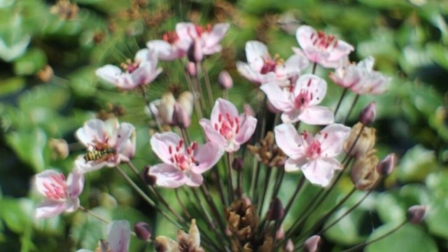 schwanenblumen-von-insekt-besucht | Verkauf von Fotos und  Videoclips zumThema Natur.Motive sind Pflanzen, Tiere, Landschaftenund Wetter - Realisiert mit Pictrs.com