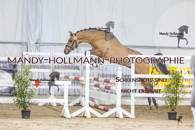 23 (20) | mandyhollmannphotographie
