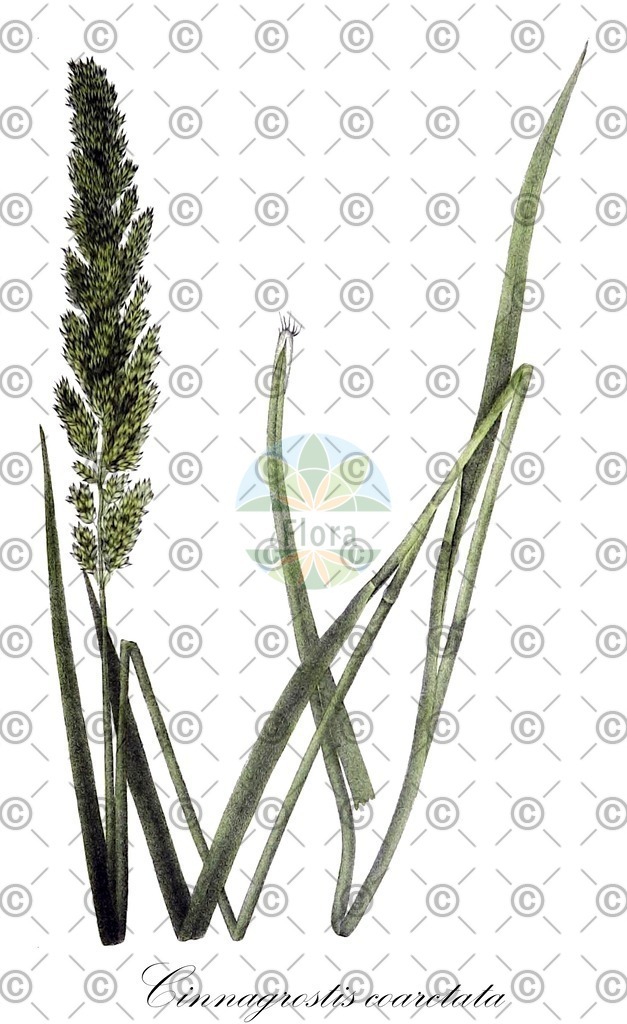HistAbb_wfo-1000031390_1_ENZY_Simple | Historische Abbildung von Cinnagrostis coarctata - Poaceae | Historical Illustration of Cinnagrostis coarctata - Poaceae