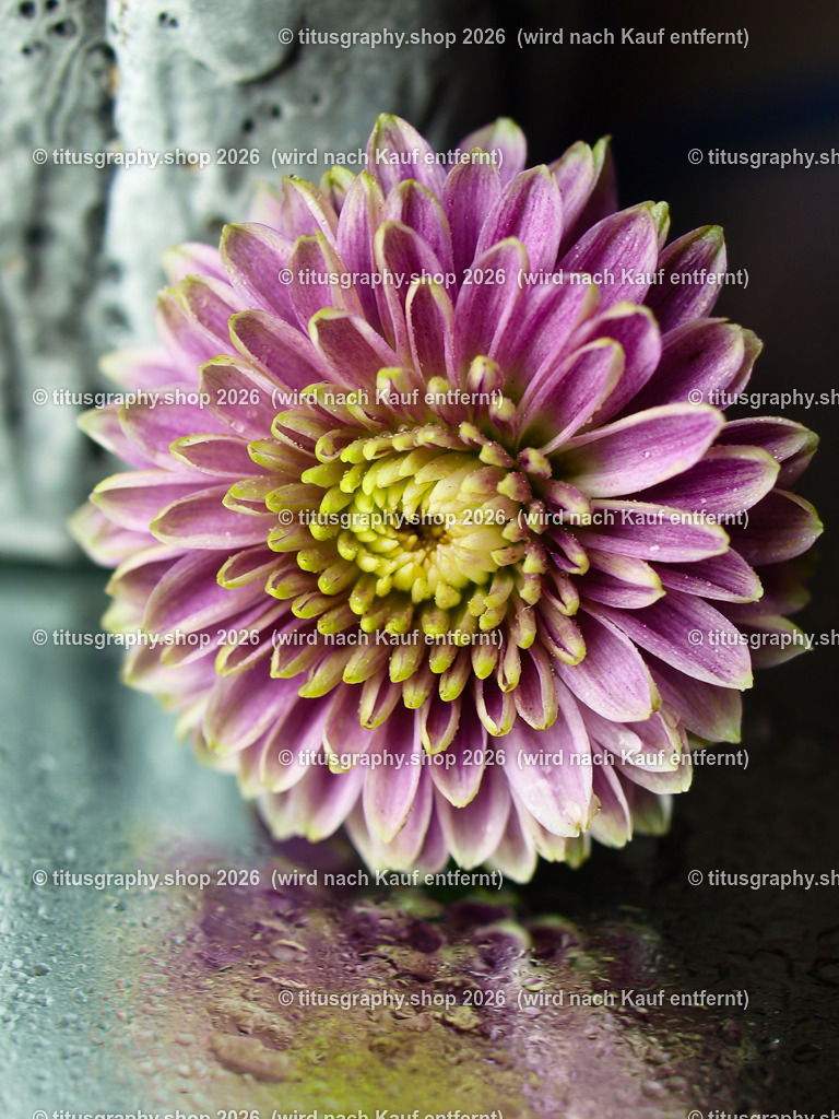 titusgraphy_P7159401-vz-ln | titusgraphy-shop: Geschenkideen mit Qualitätsfotos. titusgraphy-shop: gift ideas with quality photos. titusgraphy-shop: idées cadeaux avec photos de qualité.  - Realisiert mit Pictrs.com