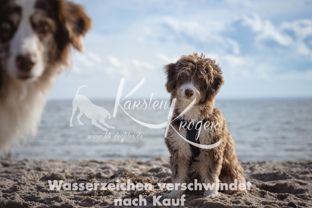 1300_ZZ99869 | kk-dogfotos