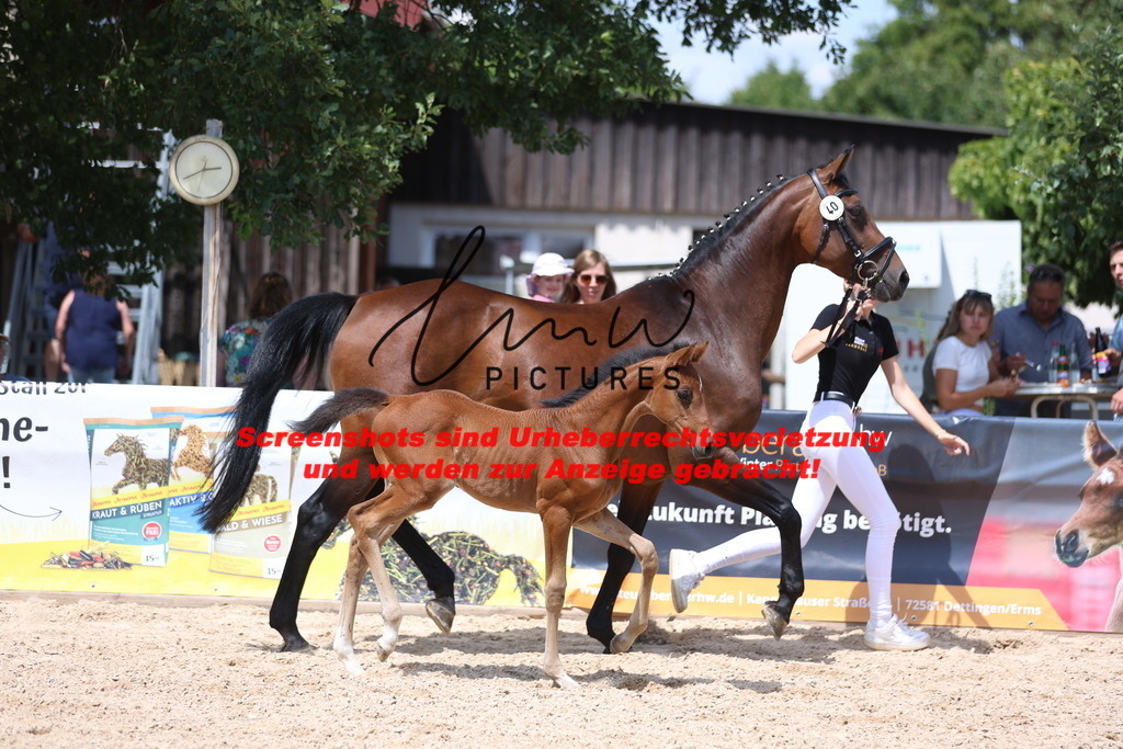 Fohlenschau_Schwäbisch_Hall_springbetonte_Fohlen_KN 40_5 | lmwpictures - Realisiert mit Pictrs.com