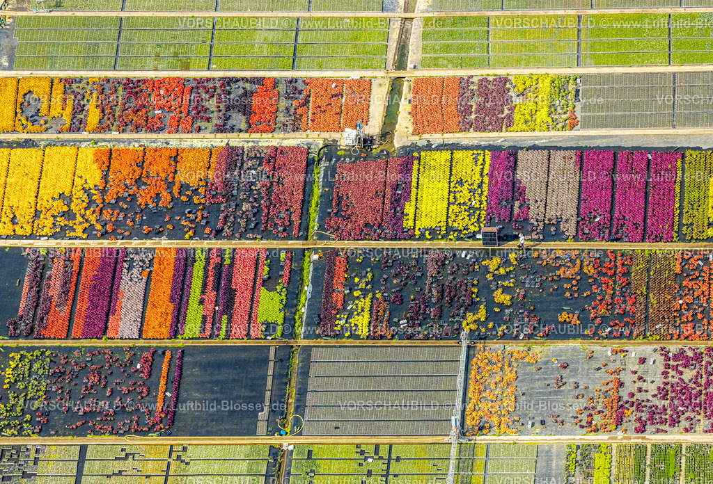 Duesseldorf250903136 | Luftbild, farbig bunte Blumen im Gartenbaubetrieb In der Hött, Formen und Farben, Flehe, Düsseldorf, Ruhrgebiet, Nordrhein-Westfalen, Deutschland