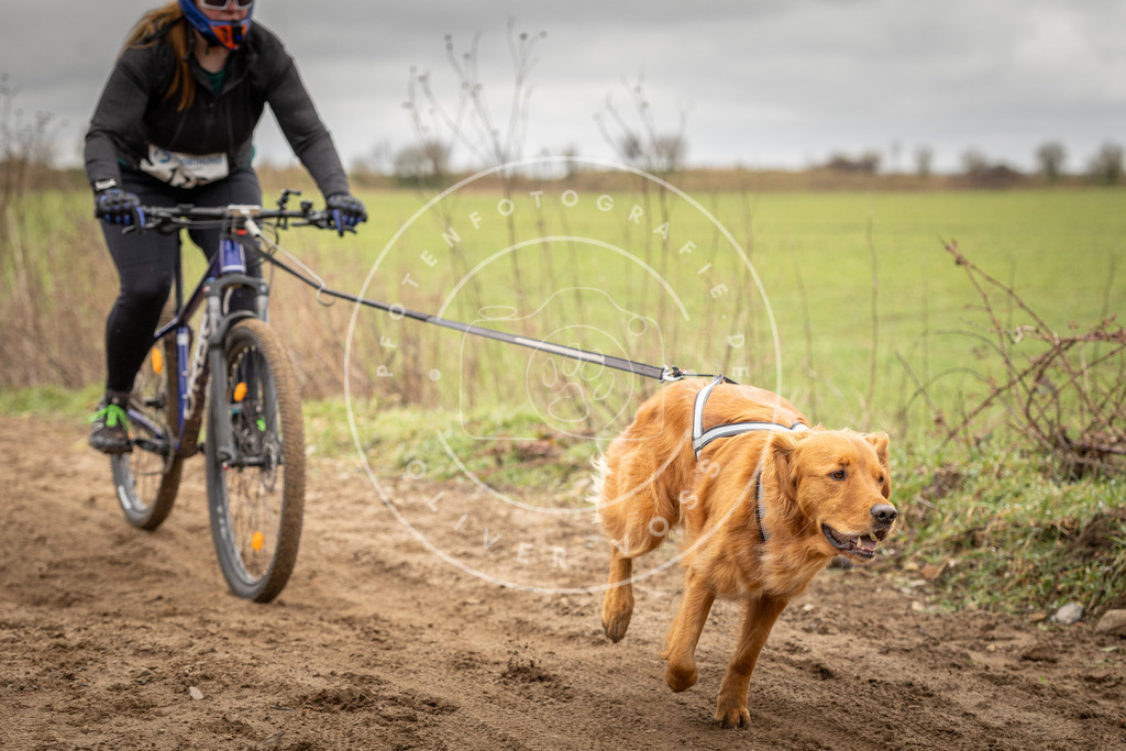 DV3A0996 | Hundefotografie, Tierfotograf, Pfotenfotografie, Fotoshooting Hund, Hunde Portrait, Hundesport, Hundeportraits, Heideshooting, Hunde, Sportfotograf, Hundefotograf, Turnierhundsport, THS,  - Realisiert mit Pictrs.com