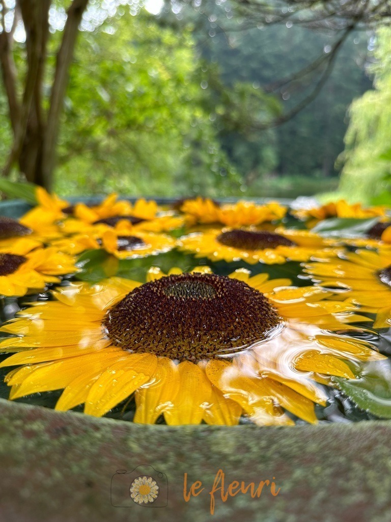 Sonnenblumen im Wasser | Dies ist der Shop von Florian Blum - le fleuri. Langenthal, Bern, SchweizSie können hier meine oder ihre eigenen Fotos als Fotoprodukte kaufen. Tassen, Schlüsselanhänger, Taschen etc. können Sie hier gestalten.  - Realisiert mit Pictrs.com
