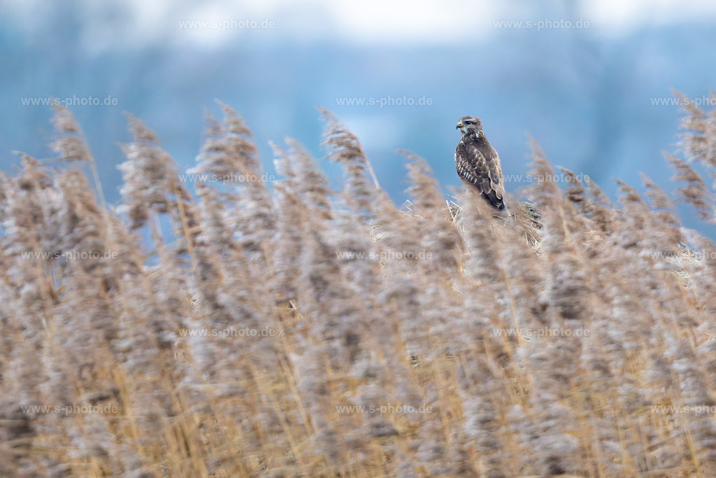 Mäusebussard | Wie ich finde, perfekt für den Fotografen positioniert...  - Realisiert mit Pictrs.com