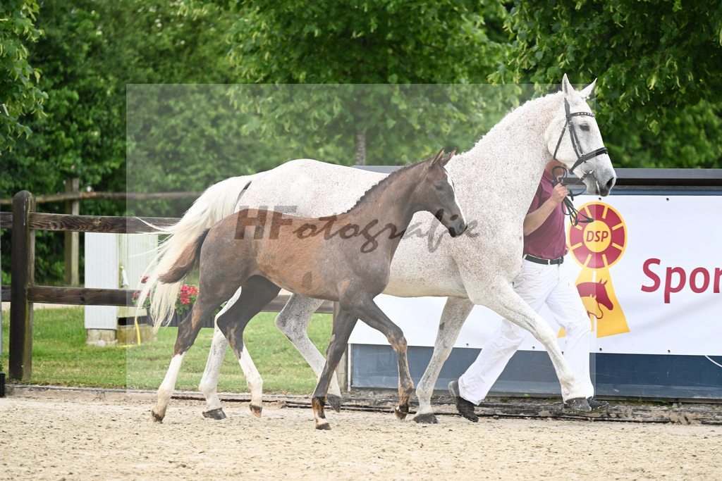 Kat-Nr. 42 SF Benicio_Rudolph_17231555 | hf-fotografie - Realisiert mit Pictrs.com
