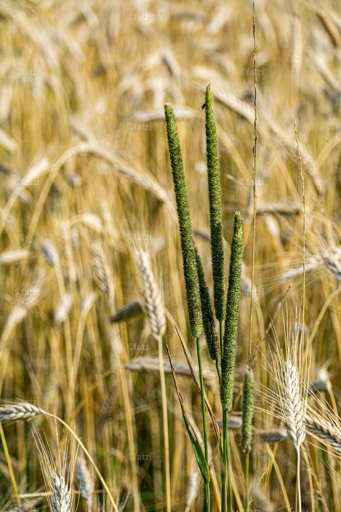 Weizenfeld__fatzi_085227-k | Fatzi Bilder-Archiv! 
Die Bilder sind für private Nutzung lizenzfrei. Die kommerzielle Nutzung ist möglich und erwünscht, jedoch bitte ich um vorherige Kontaktaufnahme per E-Mail (info@fatzi.at) oder unter +43 650 7828269 - Realisiert mit Pictrs.com