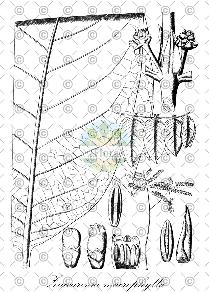 HistAbb_wfo-0001036431_1_ENZY_Simple | Historische Abbildung von Zuccarinia macrophylla - Rubiaceae | Historical Illustration of Zuccarinia macrophylla - Rubiaceae