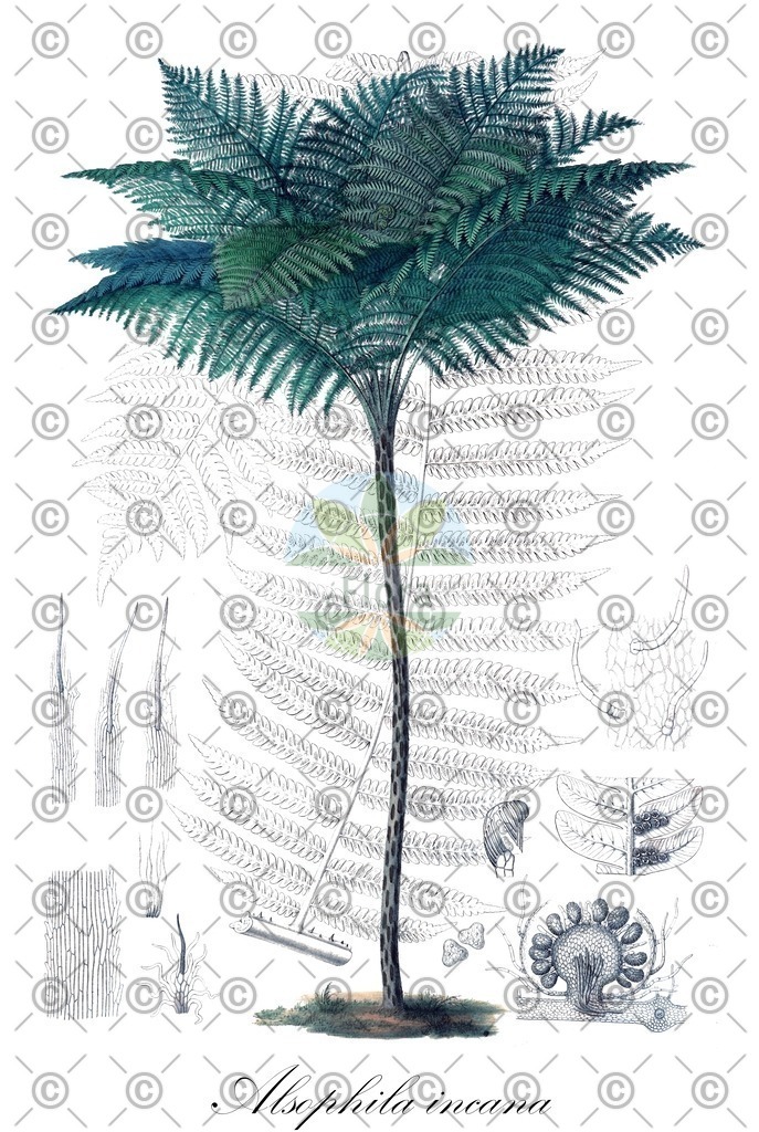 HistAbb_wfo-0001112446_1_ENZY_Simple | Historische Abbildung von Alsophila incana - Cyatheaceae | Historical Illustration of Alsophila incana - Cyatheaceae