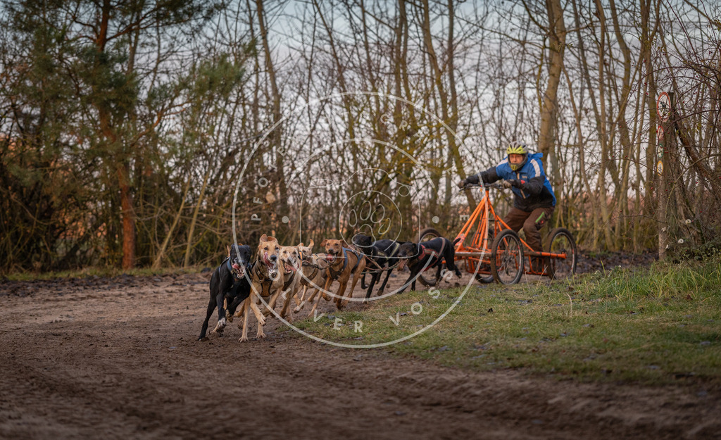 Pfotenfotografie_DV3A5844 | Hundefotografie, Tierfotograf, Pfotenfotografie, Fotoshooting Hund, Hunde Portrait, Hundesport, Hundeportraits, Heideshooting, Hunde, Sportfotograf, Hundefotograf, Turnierhundsport, THS,  - Realisiert mit Pictrs.com