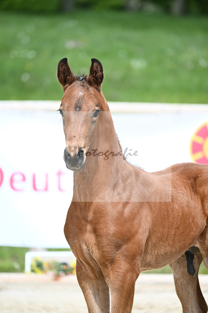 Va Bene x De Niro_HF_Eder_11240650 | hf-fotografie - Realisiert mit Pictrs.com