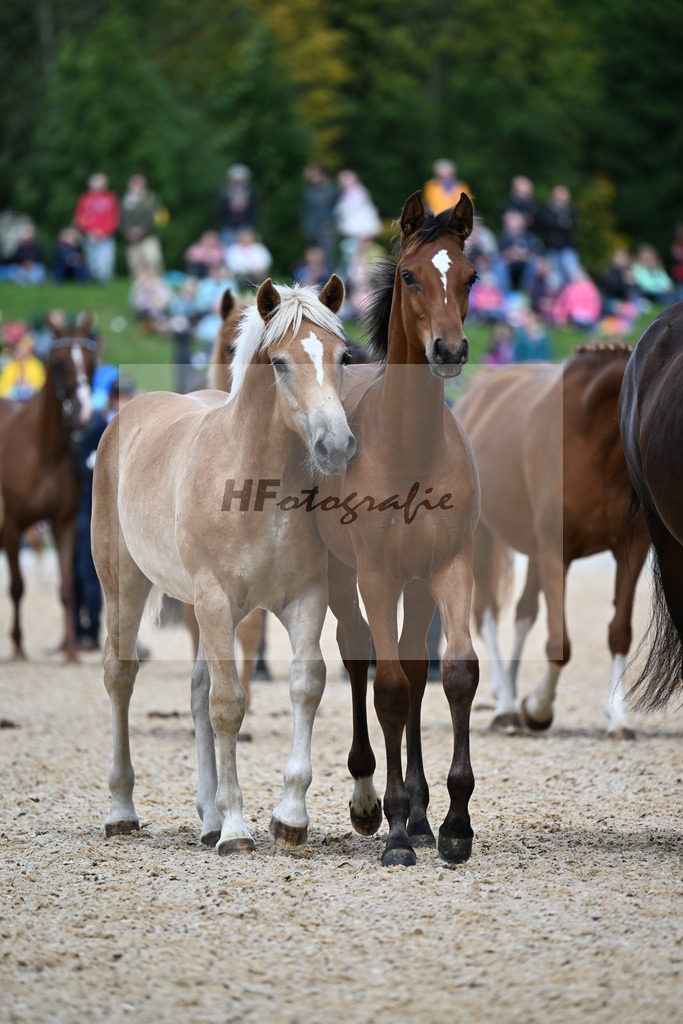 Nachzucht aus dem Hauptgestuet_34251248 | hf-fotografie - Realizzato con Pictrs.com
