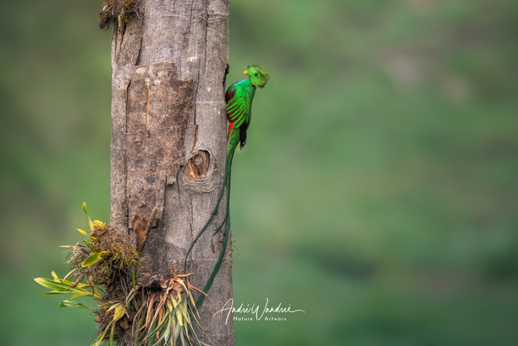 Quetzal am Nest | Andre Wandrei - Nature Artworx - Realisiert mit Pictrs.com