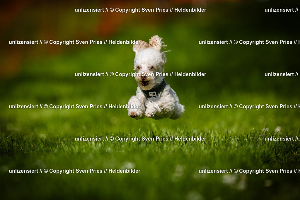 Sven Pries | 2025-04-13 - Hunderennen Baden-Baden - Realisiert mit Pictrs.com