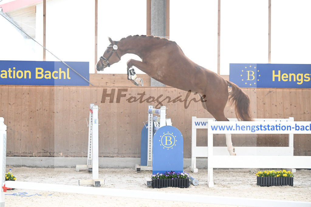 Kat-Nr. 51 nn v. Picobello vant Roosakker_Schindele_5250487 | hf-fotografie - Realisiert mit Pictrs.com
