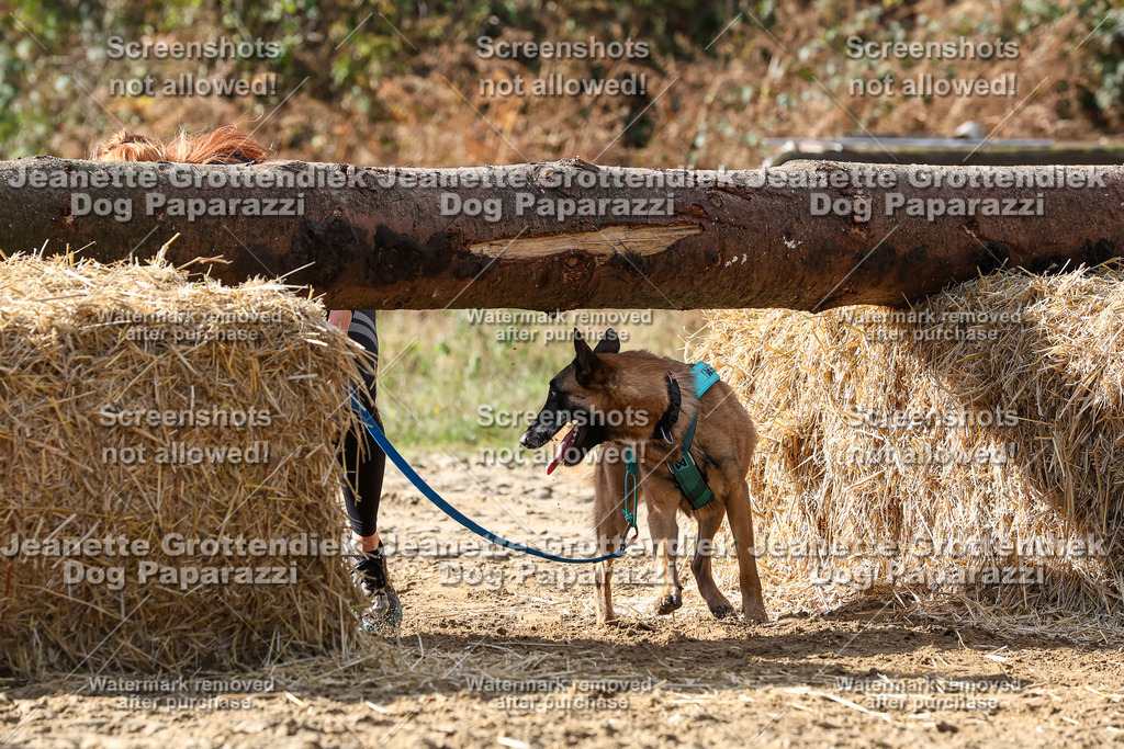 Dog Paparazzi - Strongdog 10-25-5242 | Dog Paparazzi Jeanette Grottendiek Fotografie & Videografie - Realisiert mit Pictrs.com