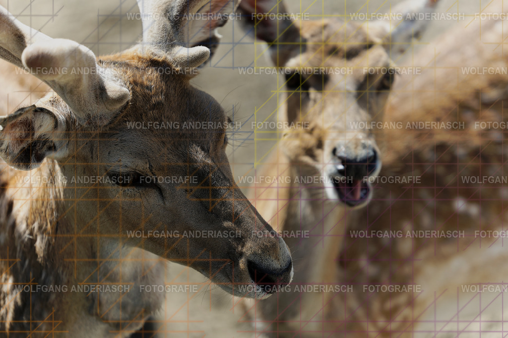 253L1245_wa | Ein stiller Moment im Opel Zoo: Der Blick des Tieres erzählt von Gelassenheit, Präsenz und Nähe. Ungestellt, ruhig und auf Augenhöhe fotografiert – ein Augenblick, der bleibt. - Realisiert mit Pictrs.com