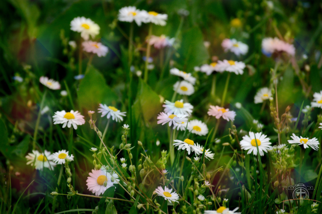 BW-Gänseblümchen-0005 | Entdecken Sie eine vielfältige Auswahl individueller Fotos zum Kauf auf picturalux.de. Finden Sie hochwertige Bilder für Ihre Projekte, die Ihre Botschaft perfekt unterstreichen. Stöbern Sie jetzt und verleihen Sie Ihren Inhalten das gewisse Etwas! - Realisiert mit Pictrs.com