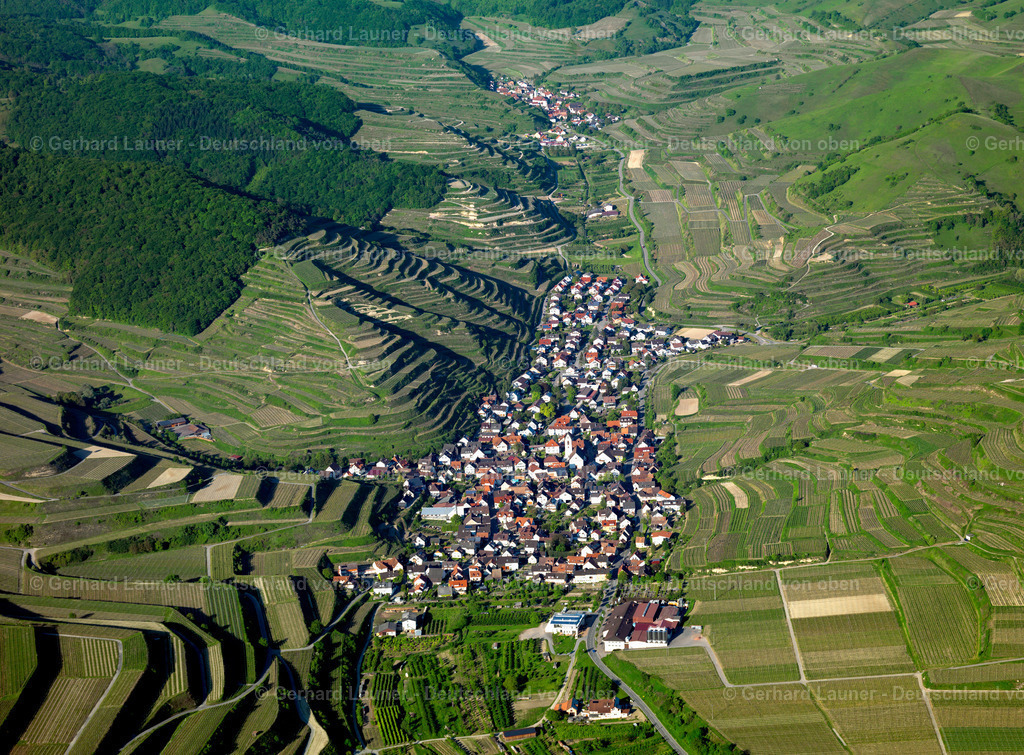 3096060 | Oberbergen mit Weinterrassen am  Kaiserstuhl