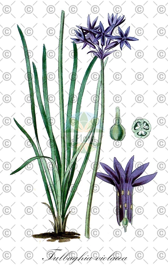 HistAbb_wfo-0001338856_1_ENZY_Simple | Historische Abbildung von Tulbaghia violacea - Amaryllidaceae | Historical Illustration of Tulbaghia violacea - Amaryllidaceae