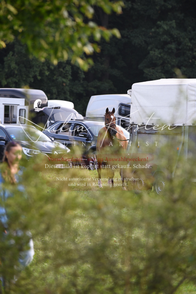 DSC_8579 | Pferde- und Turnierfotografie in Westsachsen. Pferdeportraits, Auftragszeichnungen und intuitive Kunst.