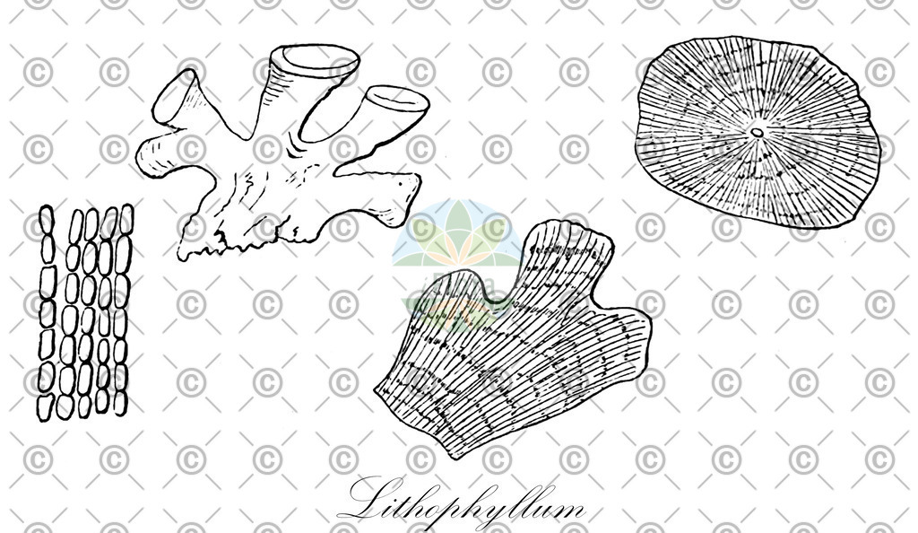 HistAbb_wfo-0001293551_1_ENZY_Simple | Historische Abbildung von Lithophyllum - Lithophyllaceae (0) | Historical Illustration of Lithophyllum - Lithophyllaceae (0)