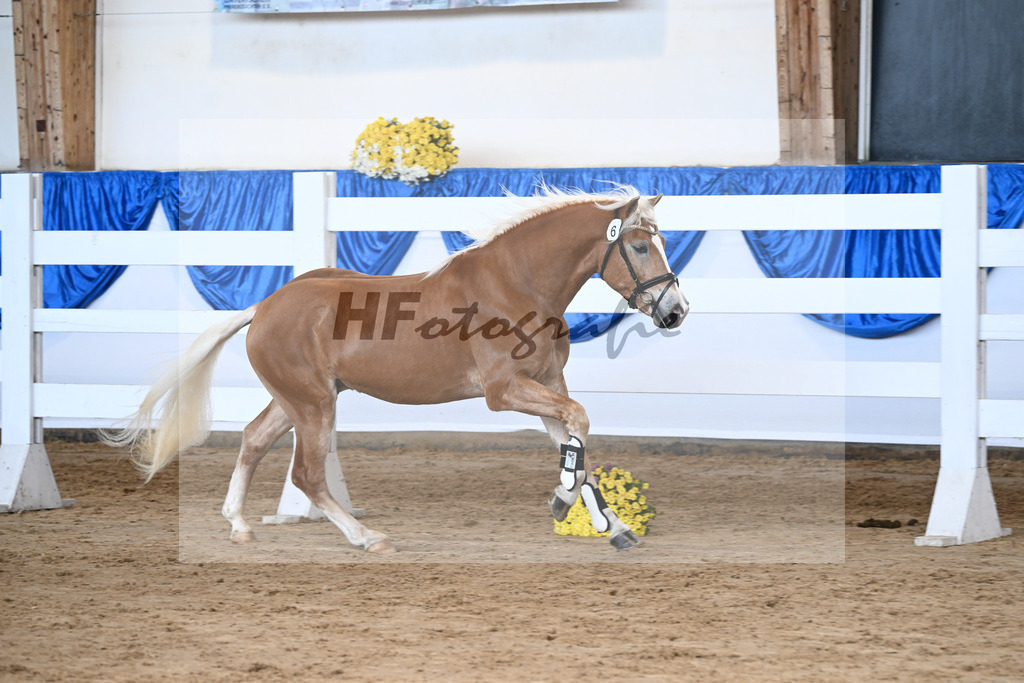Kat-Nr. 6 nn v. Steingold_Zuchtstaette Isarblick Dressler_48250147 | hf-fotografie - Realisiert mit Pictrs.com