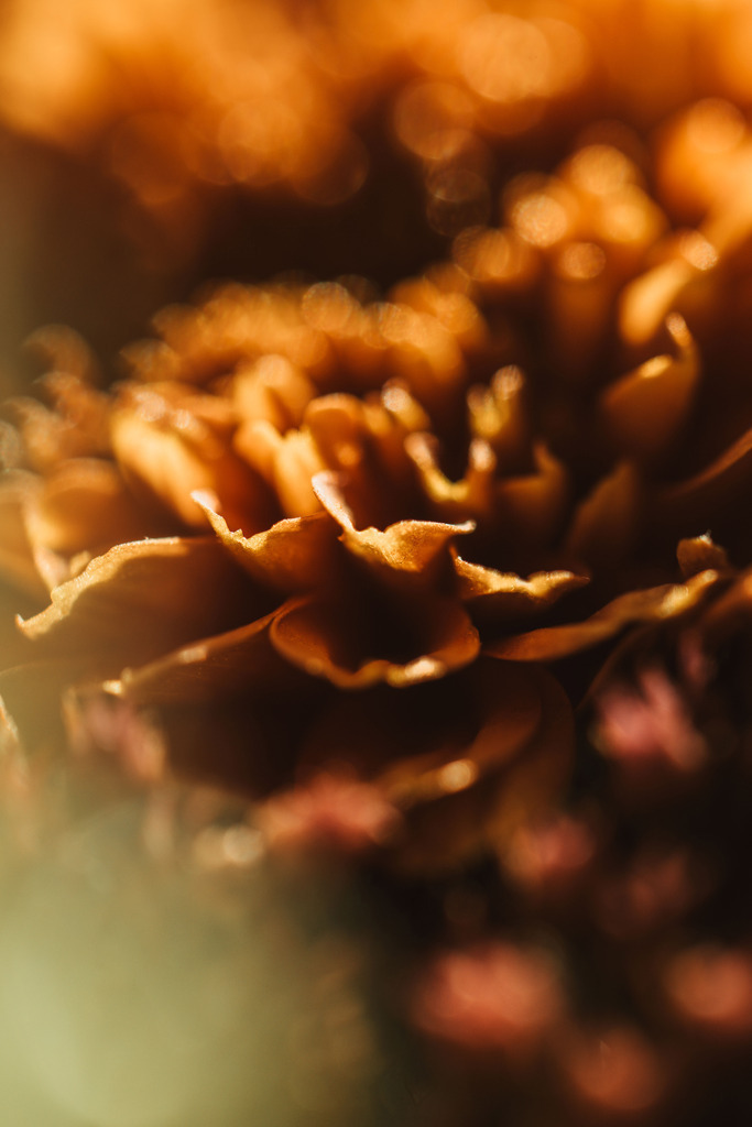 Makro_Nov_2023_23 | Du suchst natürliche und atmosphärische Prints oder Leinwanddrucke? In diesem Shop gibt es alles, nur kein Mainstream. - Realisiert mit Pictrs.com