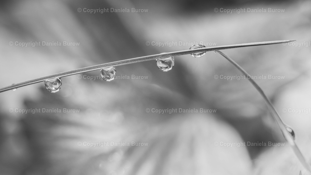 Schwarzweiß3 | danielaburow - Realisiert mit Pictrs.com