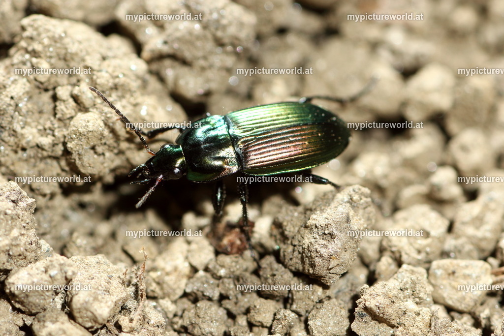 Poecilus versicolor-011 | Das Bilderarchiv über Tiere, Planzen und Landschaften. In der Bilddatenbank finden Sie ein große Auswahl an hochwertigen Bilder für Ihre Werbung - Realized with Pictrs.com