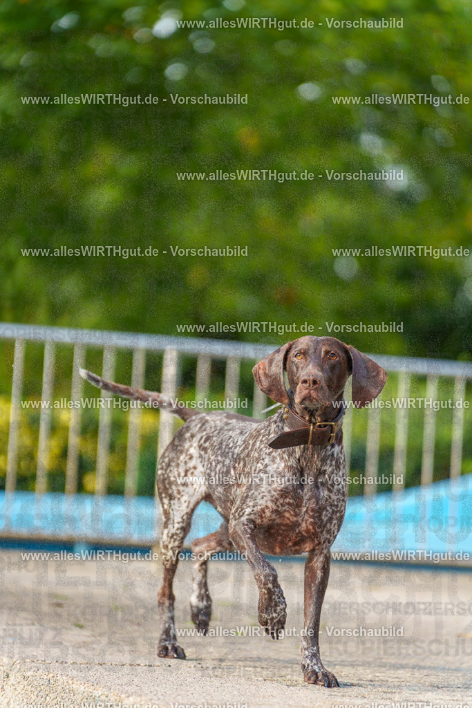 Hundeschwimmen_Grefrath_2026-allesWIRTHgut_Tierfotografie-09_19-7R502205 | Professionelle Tierfotografie in Mönchengladbach von Daniel Wirth (allesWIRTHgut). Liebevolle & natürliche Bilder von Hunden & Katzen für unvergessliche Erinnerungen.