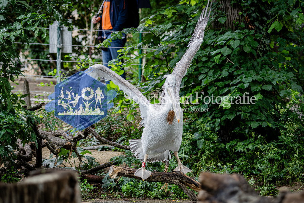 IMG_5883 | SportEventFotografie - Roman Stoiber