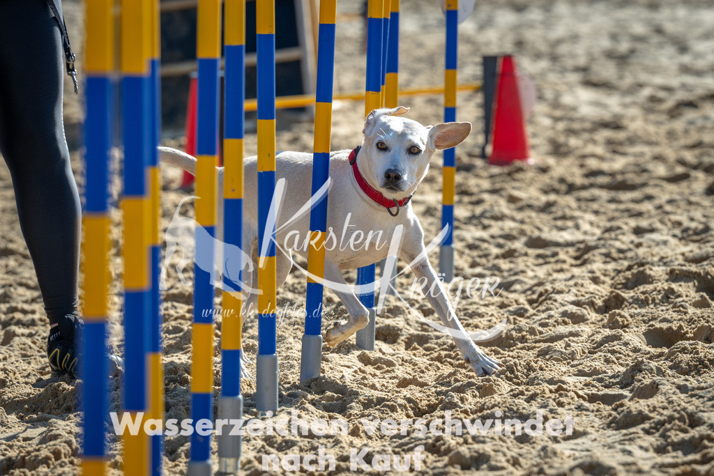 1117_ZZ90904 | kk-dogfotos