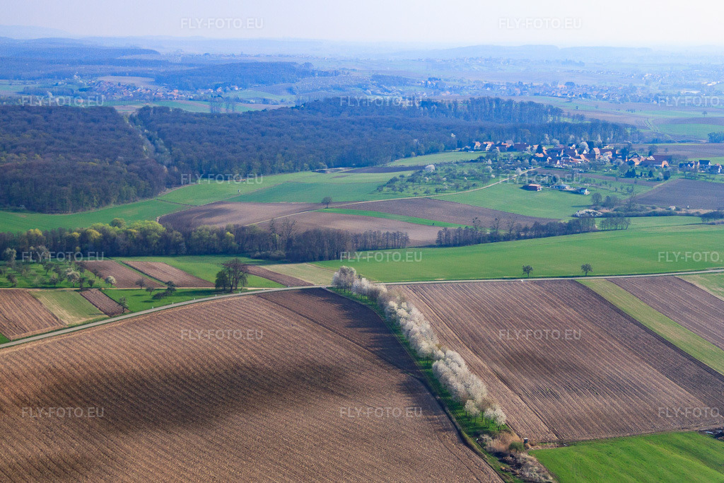 Vue aérienne: Au printemps, des arbres en fleurs entre les champs et les prairies. à Surbourg dans le département Bas Rhin, France – .Photo: IMG_63791.jpg prise le 30/03/2014 par Werner Riehm/FLY-FOTO.eu – Résolution de l'original: 4307 x 2871 px