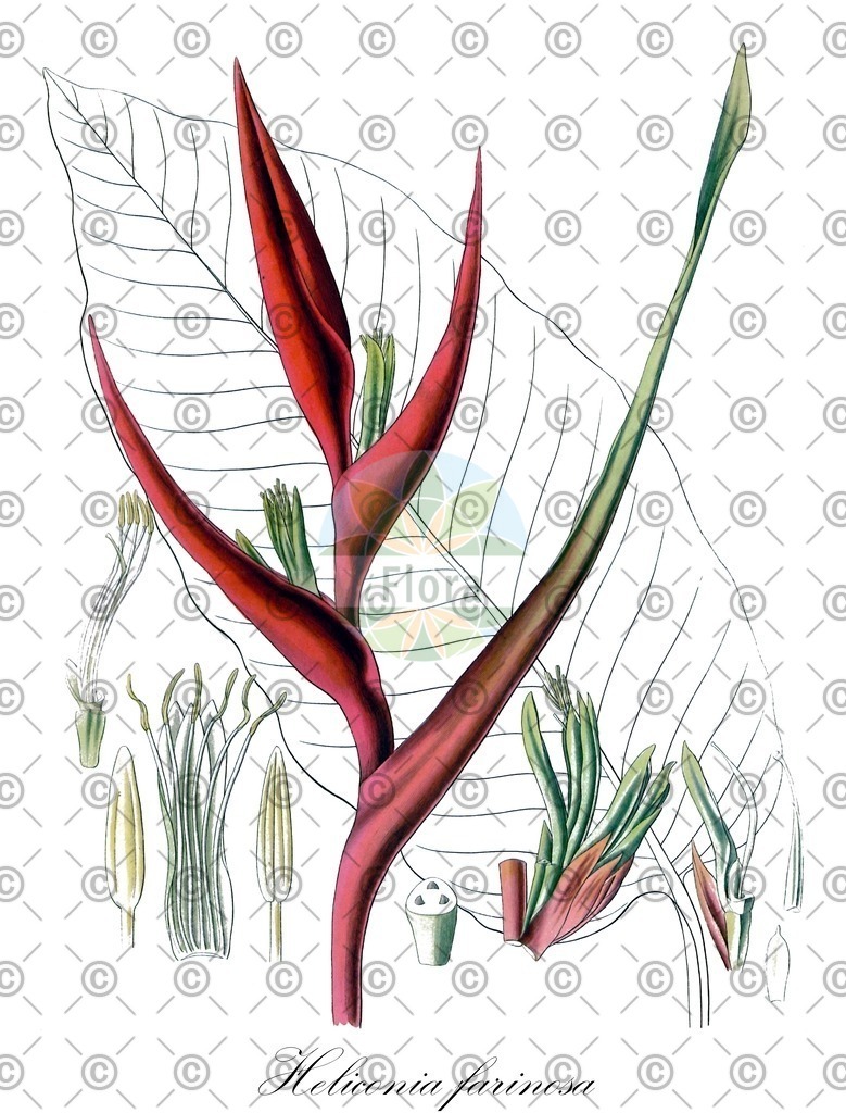 HistAbb_wfo-0000718069_1_ENZY_Simple | Historische Abbildung von Heliconia farinosa - Heliconiaceae | Historical Illustration of Heliconia farinosa - Heliconiaceae