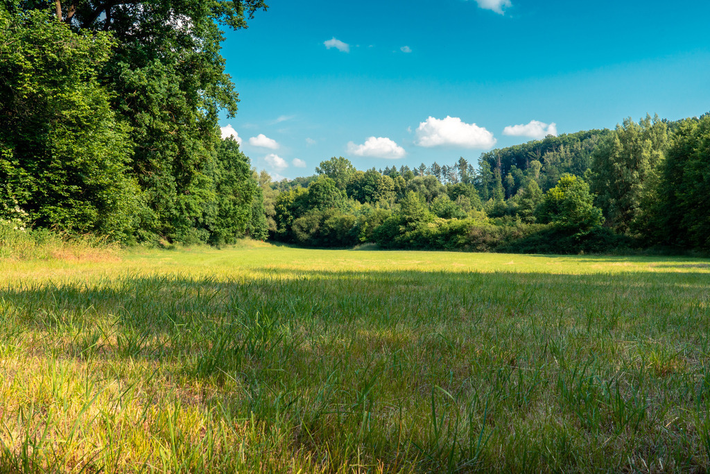 Leuchtende Lichtung | Fotografie, Dresden, Marcus Wagner, Landschaftsfotografie, Tierfotografie, Architekturfotografie - Realisiert mit Pictrs.com